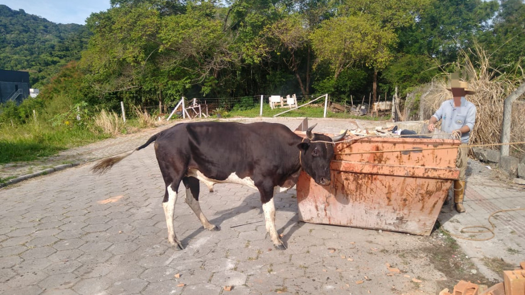 Animal ferido em suposta farra do boi é resgatado em Bombinhas