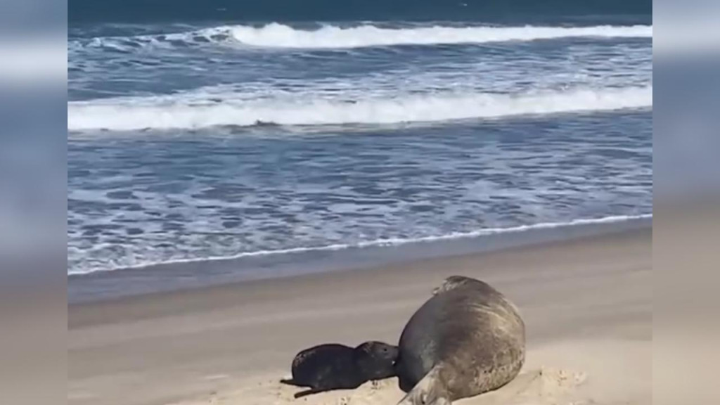 "Registro inédito no Brasil": Filhote de elefante-marinho nasce em praia de SC