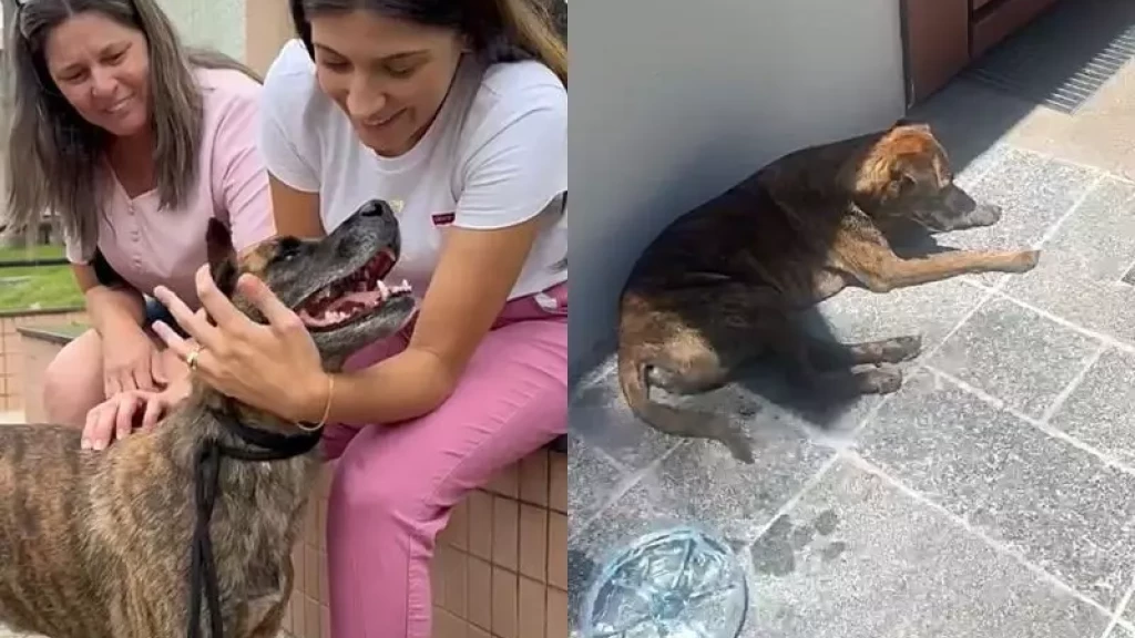 Cachorro reencontra família após caminhar por 30 quilômetros, em Florianópolis