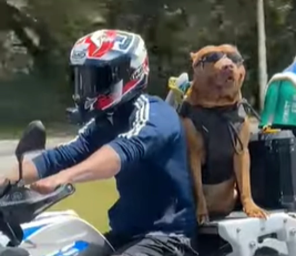 Cachorro é flagrado passeando em garupa de moto em Florianópolis