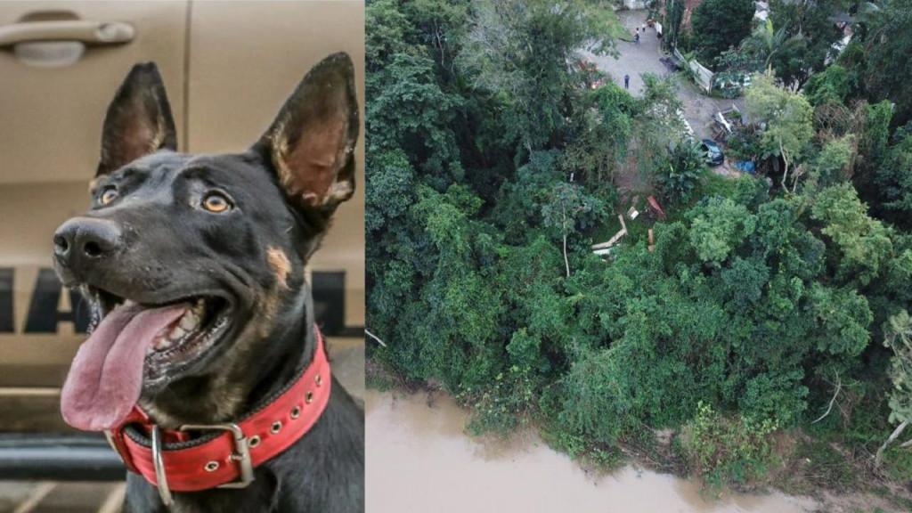 Bombeiros buscam por cão policial que desapareceu durante ocorrência