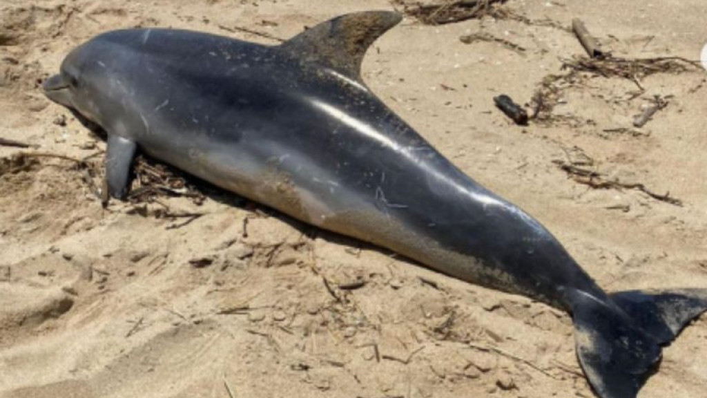 Golfinho com marcas de agressão humana é encontrado morto em praia
