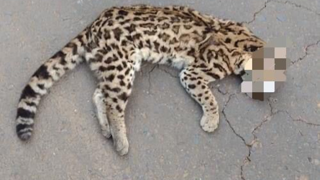 Gato-do-mato é encontrado morto após atropelamento na SC-155