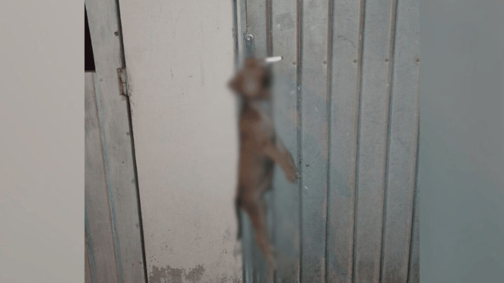 Filhote de cachorro encontrado enforcado em portão de casa em Itapema