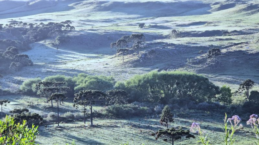 Geada pinta cidade catarinense de branco em pleno novembro