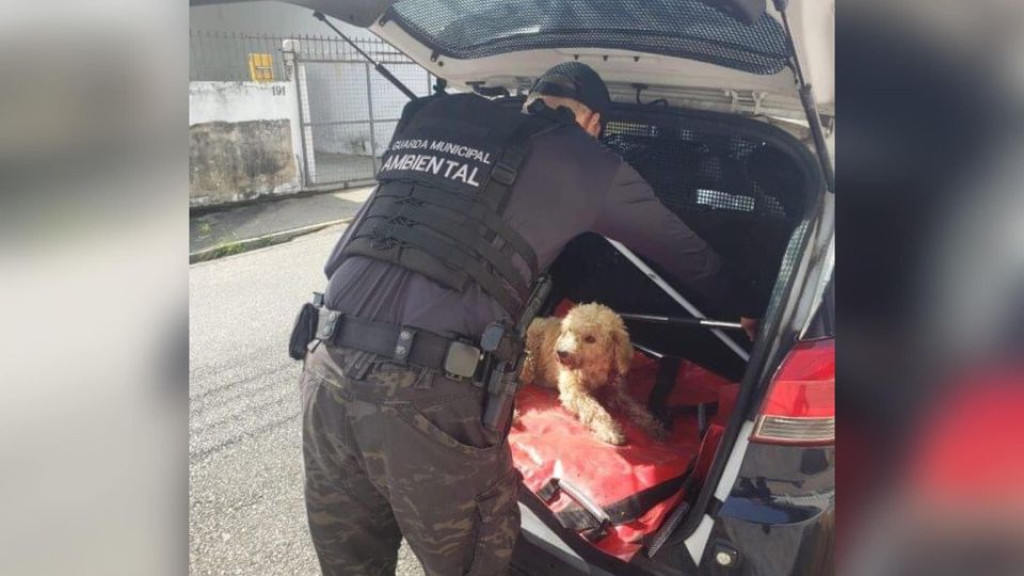Guardas ambientais resgatam cachorro atropelado em Florianópolis