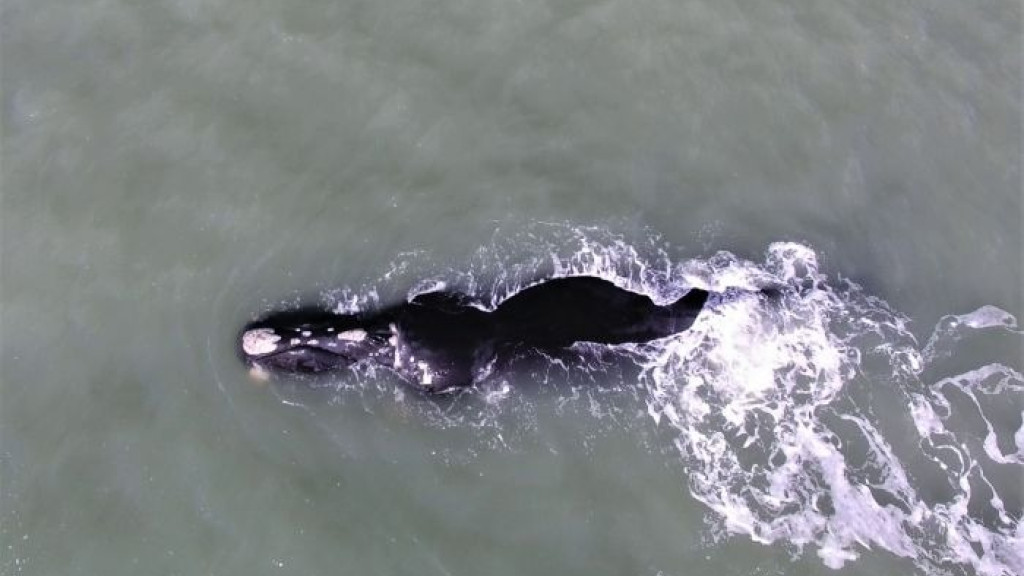 Aberta oficialmente a temporada de avistamento de baleias-franca em SC