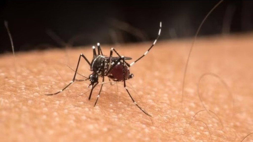 Mais de 180 mortes por dengue são registradas em Santa Catarina neste ano