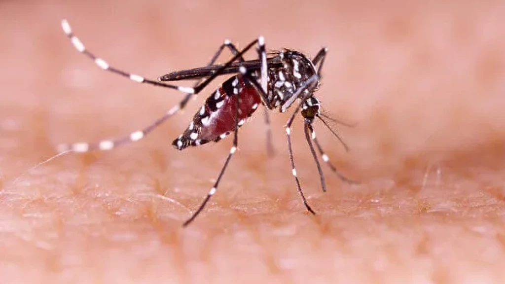 Florianópolis registra primeiro óbito por dengue de 2023