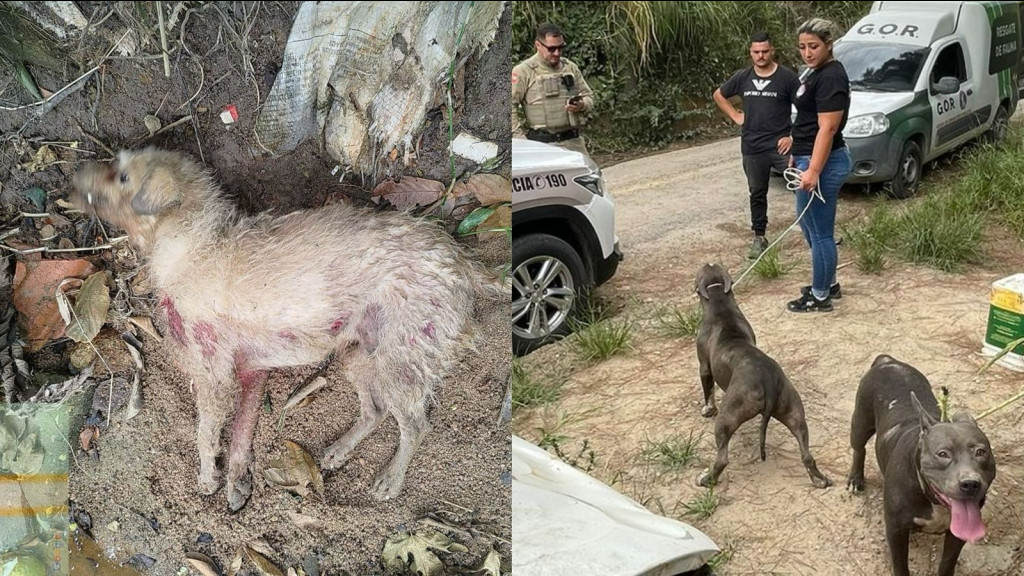 Cães abandonados estavam atacando moradores de Tijucas