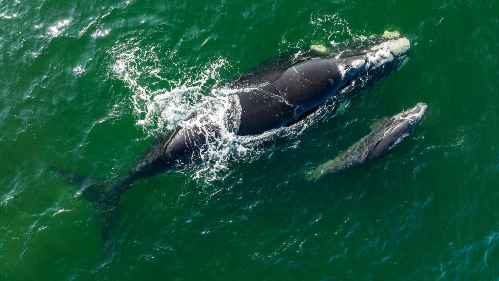 Primeiro sobrevoo na temporada registra recorde de 99 baleias-francas na costa catarinense