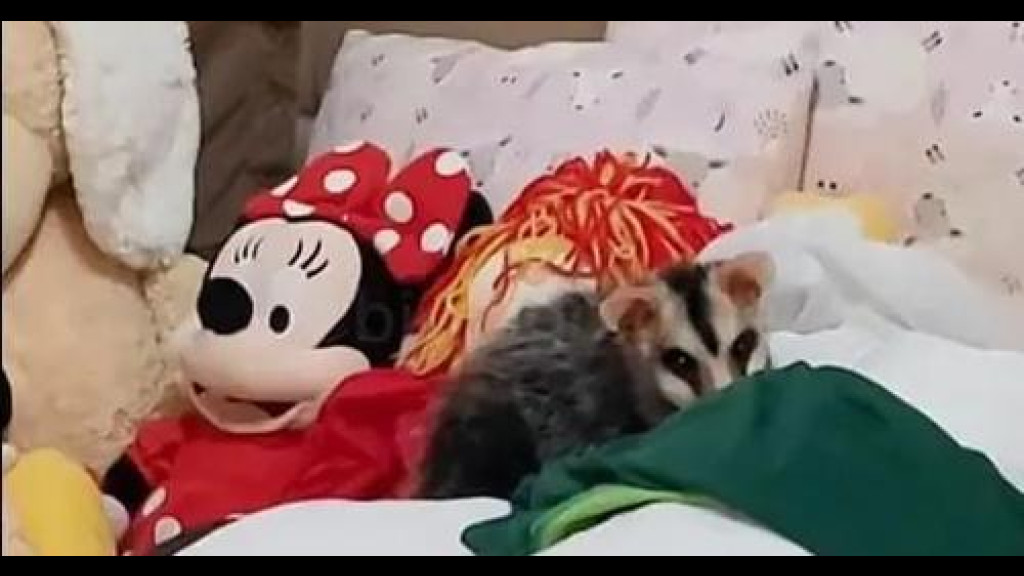 Gambá surpreende moradores e dorme entre bichos de pelúcia em quarto de criança