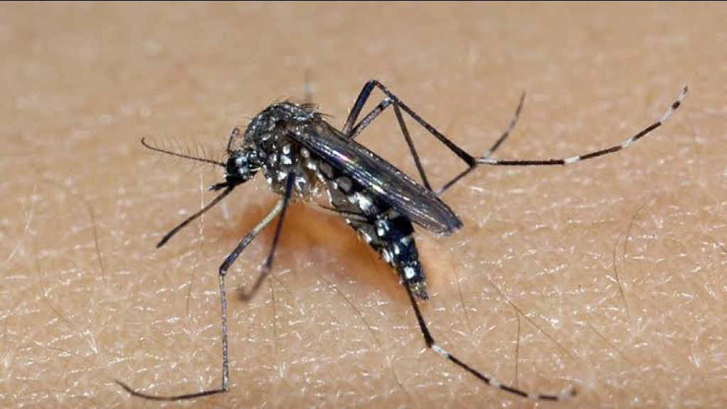 ATENÇÃO: Tijucas confirma quarta morte por dengue