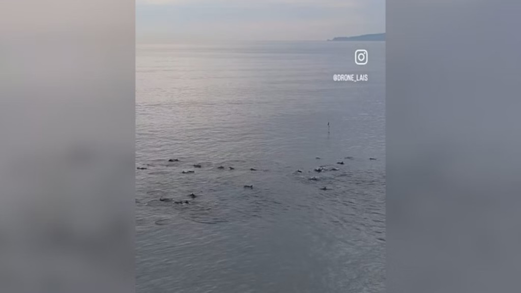 Drone flagra “dança” de golfinhos em Itapema