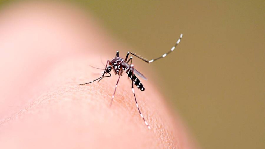 URGENTE: SC ultrapassa 13 mil casos prováveis de dengue e chega a oito óbitos