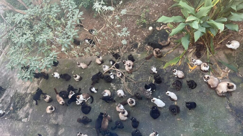 Mulher é indiciada por abandonar 125 gatos em condições insalubres em São José