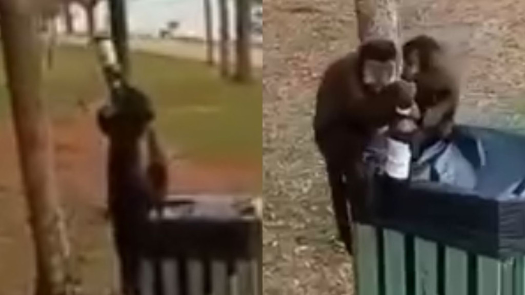 Macaco é flagrado bebendo cerveja em parque no Paraná