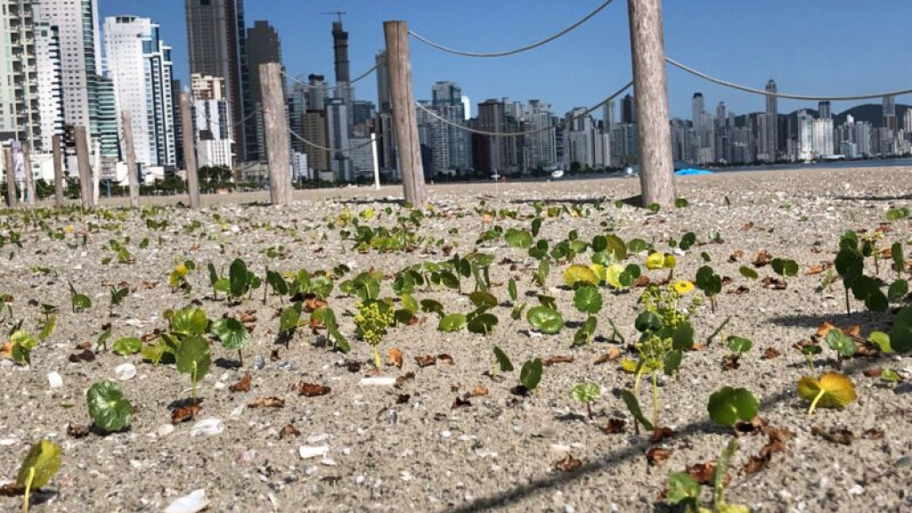 Mudas plantadas em restinga estão se desenvolvendo na Praia Central, em Balneário Camboriú