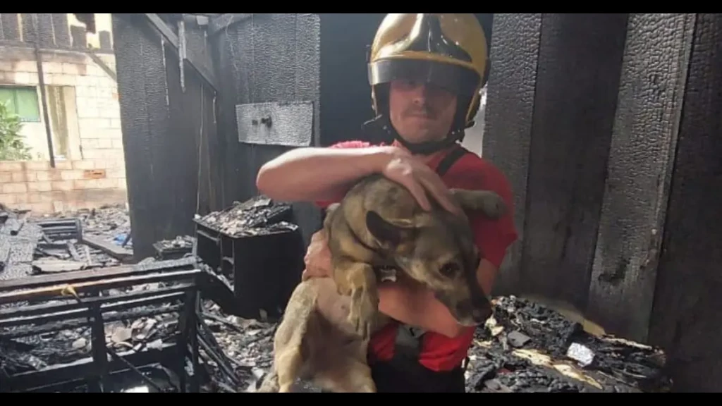 Cachorro de idoso é resgatado de incêndio em residência