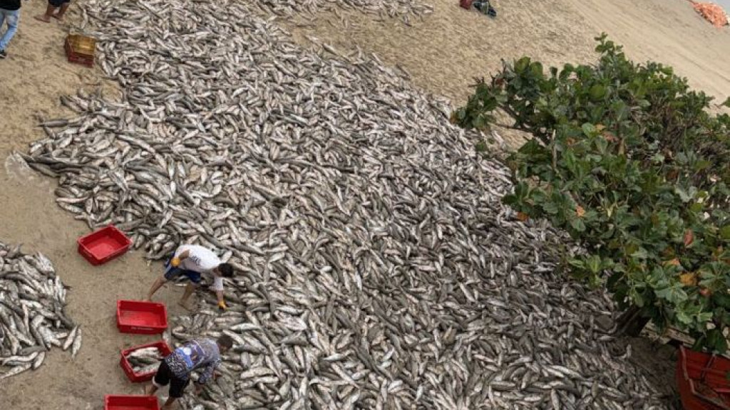 Pescadores comemoram após capturar 29 mil tainhas em um único dia, em Bombinhas