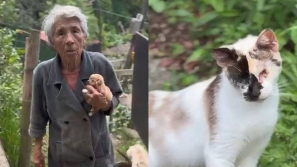 Voluntários mobilizam campanha para ajudar idosa de 80 anos que acolhe animais em Florianópolis