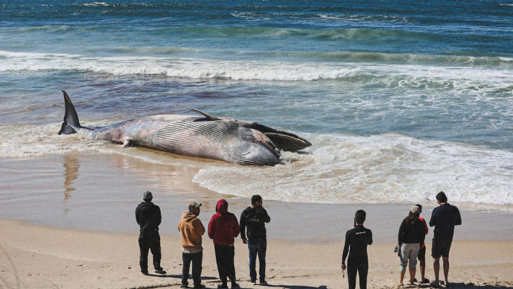 Baleia é encontrada morta em praia de Santa Catarina