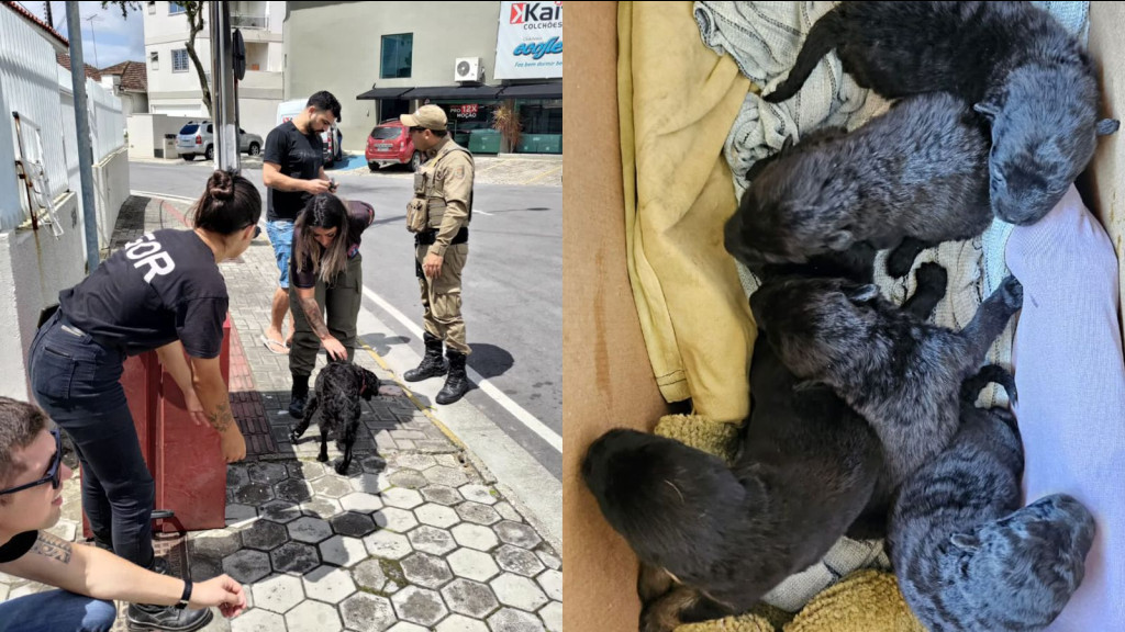 Homem abandona cachorrinhos para morrer em Tijucas e acaba preso