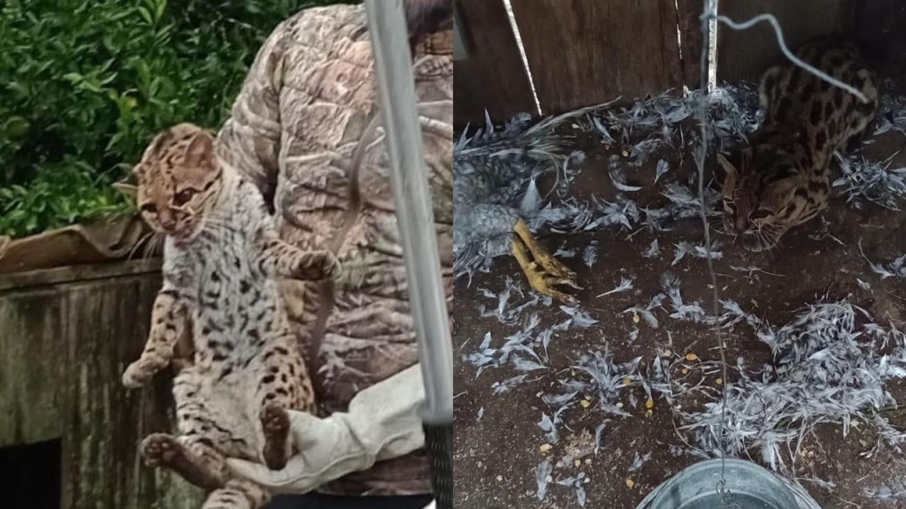 Gato-maracajá é encontrado ferido dentro de galinheiro em SC