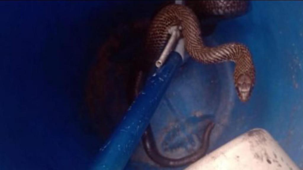 SUSTO: Cobra é encontrada dentro de lavanderia em residência