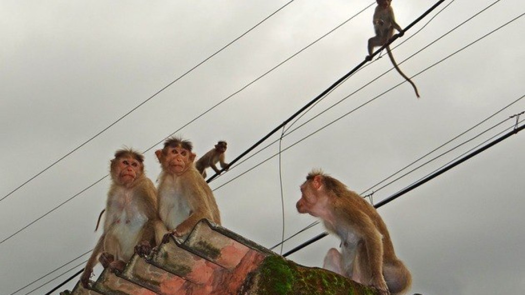 Idosa morre após ser atacada por macacos selvagens em banheiro