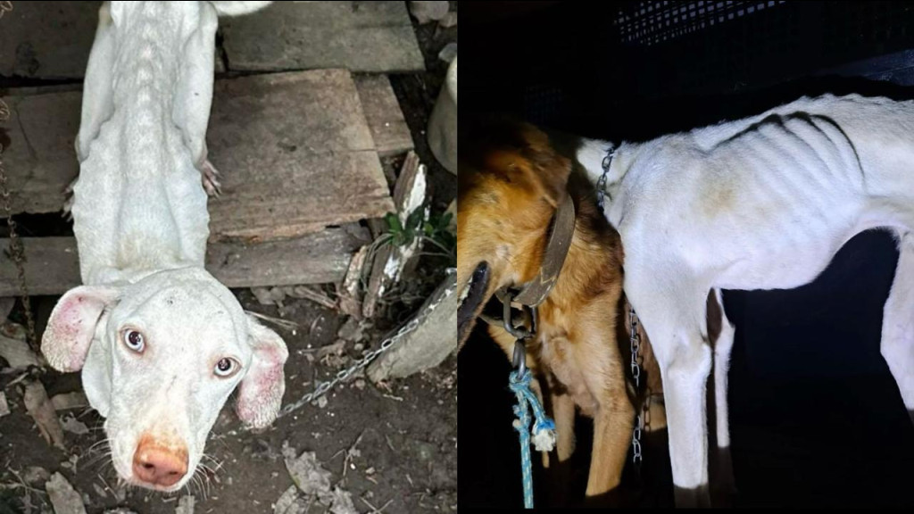 Homem é preso após deixar cachorros em 'pele e osso' e acorrentados