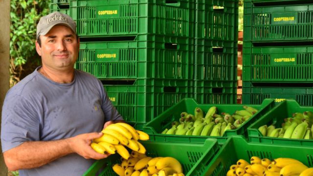 Exportações de banana de Santa Catarina atingem níveis recordes