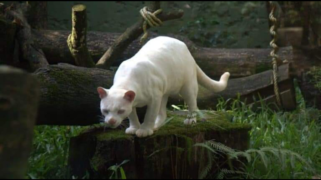 Única jaguatirica albina do mundo se adapta bem a novo lar