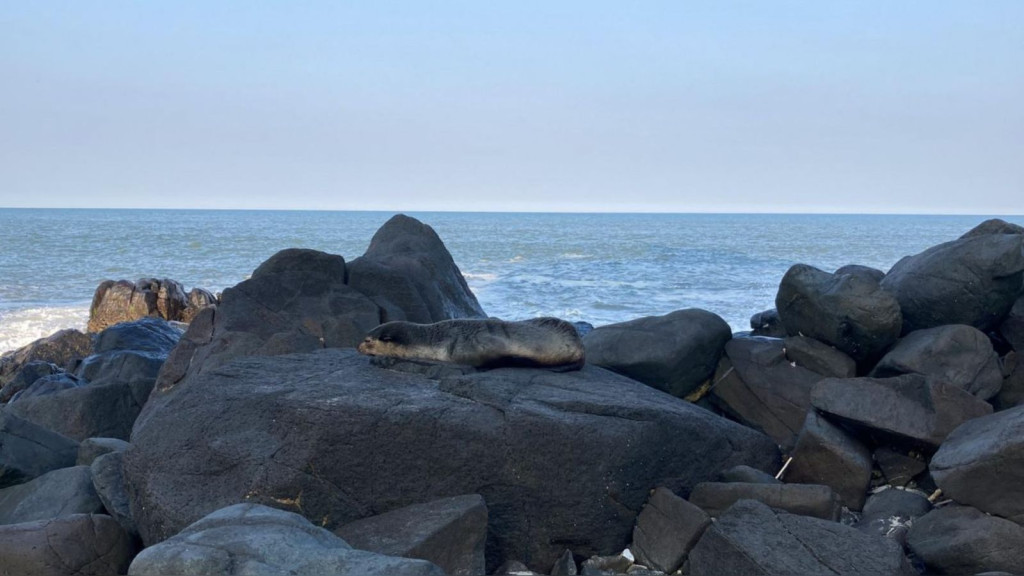 Lobo-marinho é flagrado 'cochilando' em praia de SC