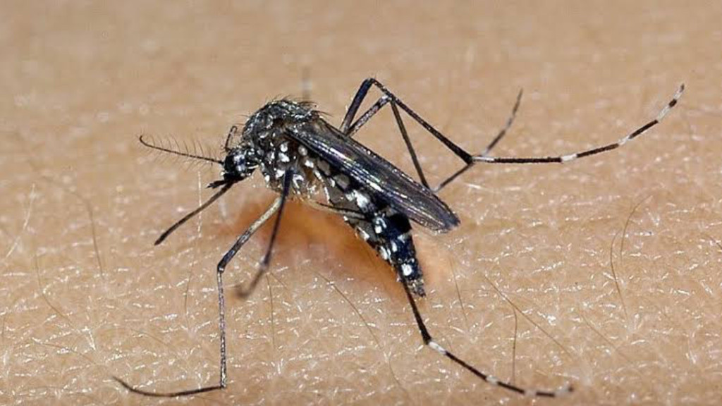 Blumenau confirma primeira morte por dengue em 2024