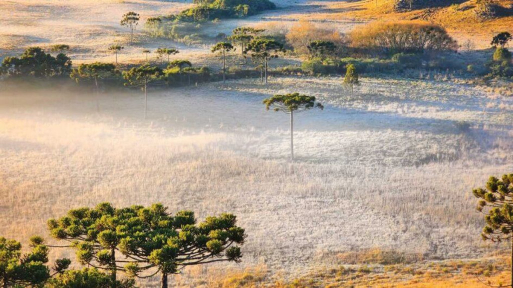 Frio intenso e geadas marcam terça-feira em Santa Catarina