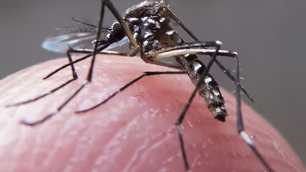 Cidade catarinense decreta epidemia de dengue