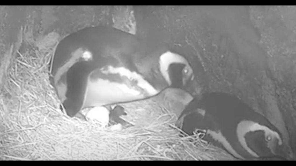 Oceanic Aquarium de Balneário Camboriú registra primeiro nascimento de pinguim