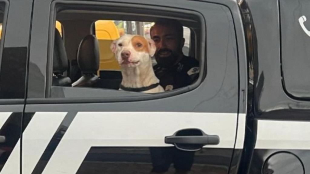 De abandonado a amado: Policial adota cachorro vítima de maus-tratos após ocorrência