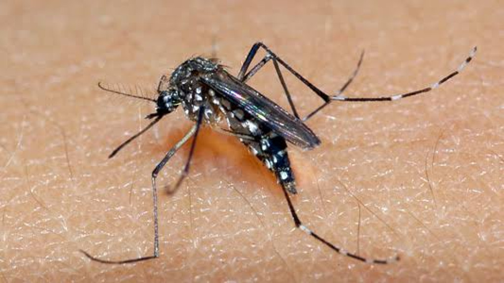 Porto Belo e Bombinhas recebem orientações do MPSC para combater infestação de dengue