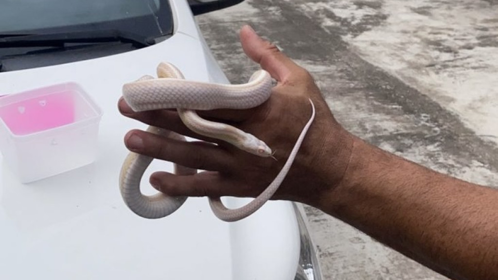 Cobra dos EUA é recuperada em Brusque; outros animais são apreendidos