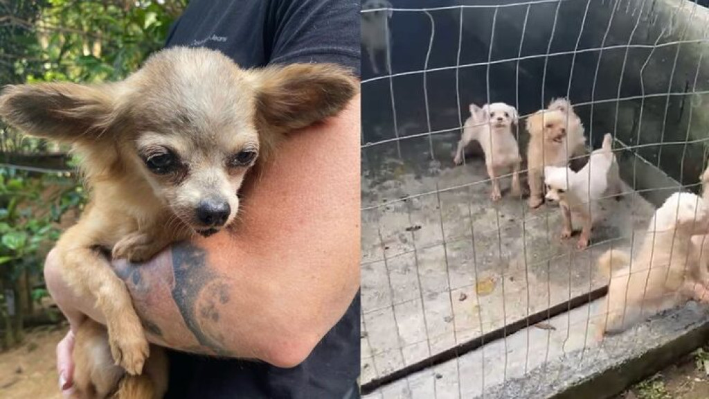 Cães com sinais de maus-tratos são resgatados em canil clandestino de Joinville