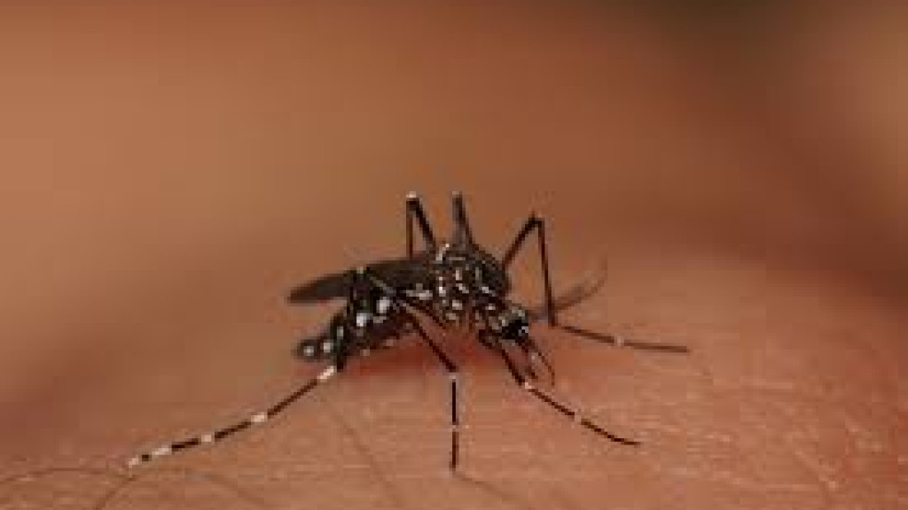 São João Batista declara situação de emergência por causa da dengue
