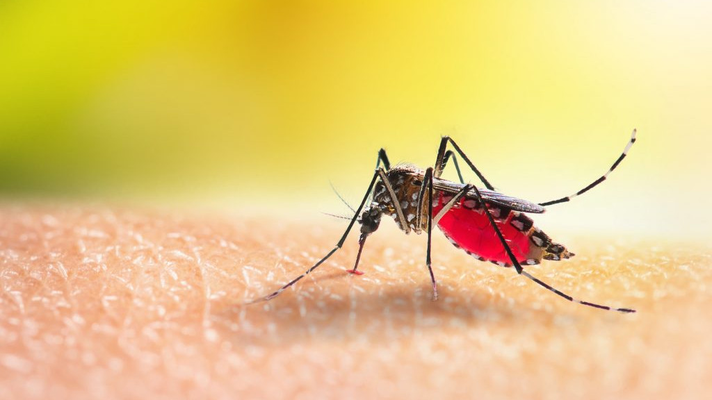 SC tem aumento de quase 2000% em casos de dengue