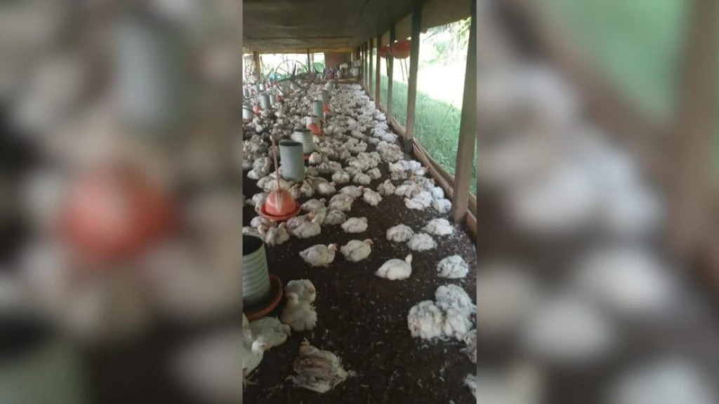 Calor extremo mata mais de mil frangos e gera prejuízos em aviário