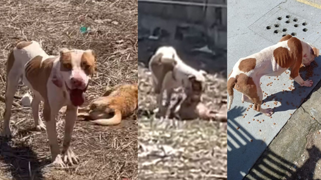 Pit bull faminto foge e devora outro cachorro em Tijucas