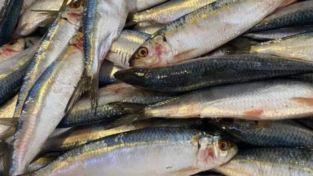 Preço mínimo da sardinha-verdadeira para safra 2023 é definido após dias de negociações