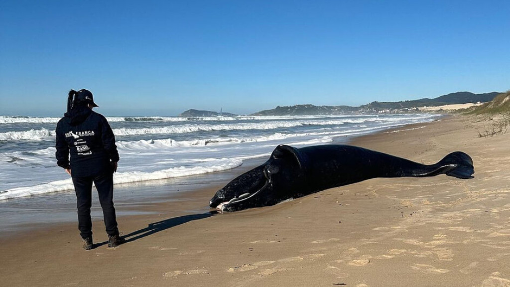 Filhote de baleia não consegue reencontrar a mãe e morre em praia de SC