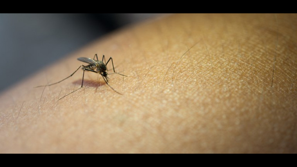 Tijucas registra casos de dengue após período de conscientização e combate à doença
