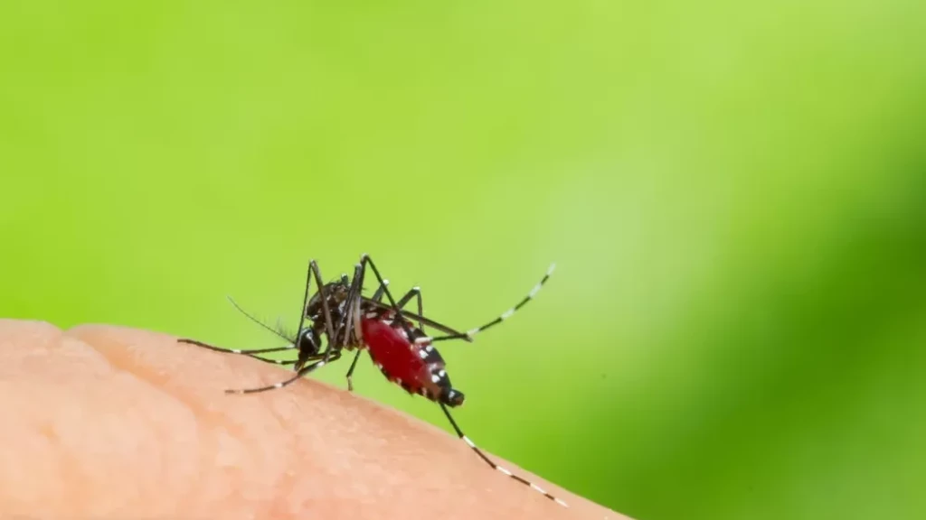 Governo de SC avalia decreto de emergência na saúde devido ao surto de dengue no estado